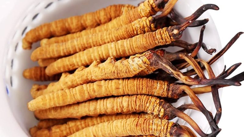 Cordyceps sinensis หรือ ถั่งเช่า