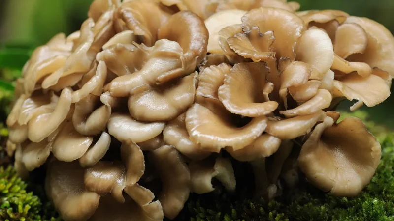 Maitake Mushroom หรือ เห็ดไมตาเกะ