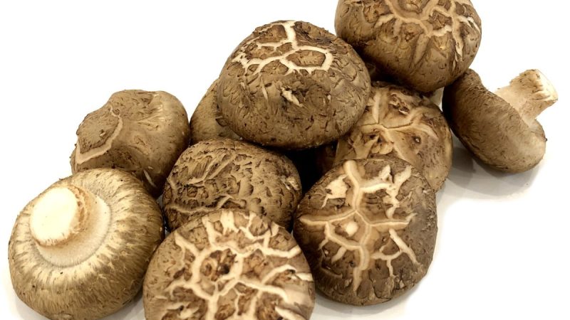 Shiitake Mushroom เห็ดชิตาเกะหรือเห็ดหอม