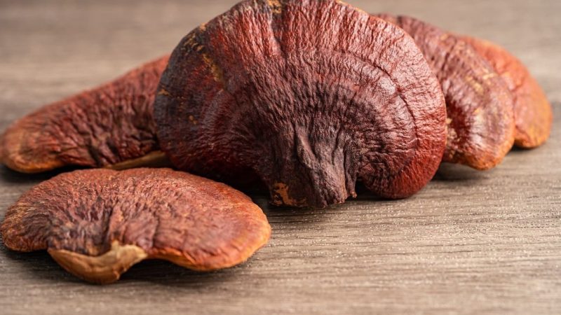 Ganoderma lucidum หรือเห็ดหลินจือ
