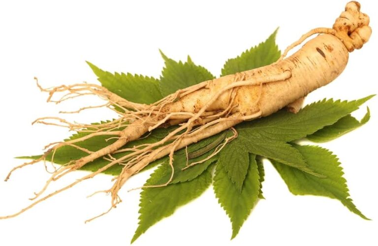 Panax Ginseng Root Extract