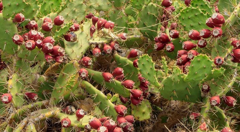 สารสกัดจากกระบองเพชร (Cactus Extract) - ไฟเบอร์ ท้องผูก Phytofiber ไฟโตไฟเบอร์ วิเทค vitech นวัตกรรมสุขภาพดีอย่างยั่งยืน