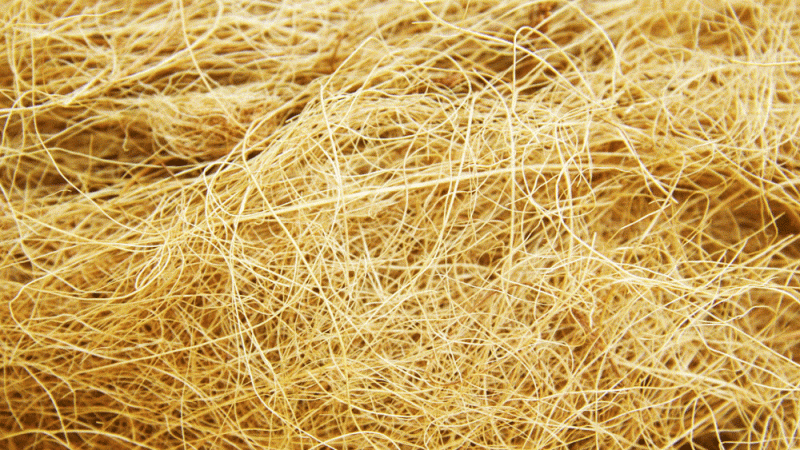 ออยปาล์มไฟเบอร์ (Oil Palm Fiber) - ไฟเบอร์ ท้องผูก Phytofiber ไฟโตไฟเบอร์ วิเทค vitech นวัตกรรมสุขภาพดีอย่างยั่งยืน