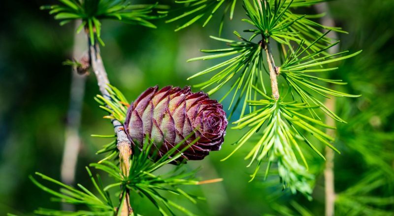 อะราบิโนกาแลคแทน (Arabinogalactan) อะราบิโนกาแลคแทน (Arabinogalactan) - ไฟเบอร์ ท้องผูก Phytofiber ไฟโตไฟเบอร์ วิเทค vitech นวัตกรรมสุขภาพดีอย่างยั่งยืน