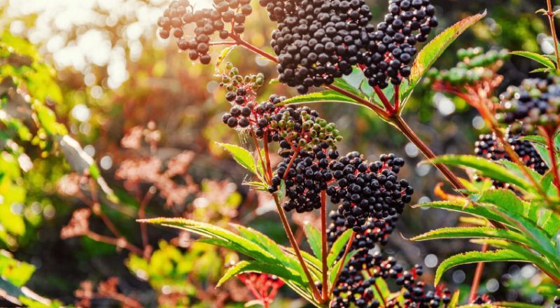 เอลเดอร์เบอร์รี่ (Elderberry Extract) - ไฟเบอร์ ท้องผูก Phytofiber ไฟโตไฟเบอร์ วิเทค vitech นวัตกรรมสุขภาพดีอย่างยั่งยืน