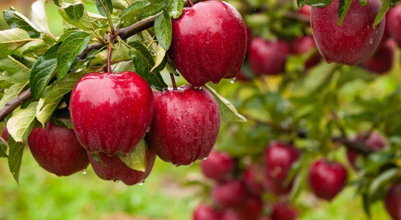 ใยอาหารจากแอปเปิล (Apple fiber) - ไฟเบอร์ ท้องผูก Phytofiber ไฟโตไฟเบอร์ วิเทค vitech นวัตกรรมสุขภาพดีอย่างยั่งยืน